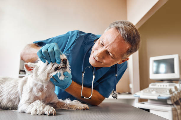 Best Emergency Denture Repair in Sho Creek, AL
